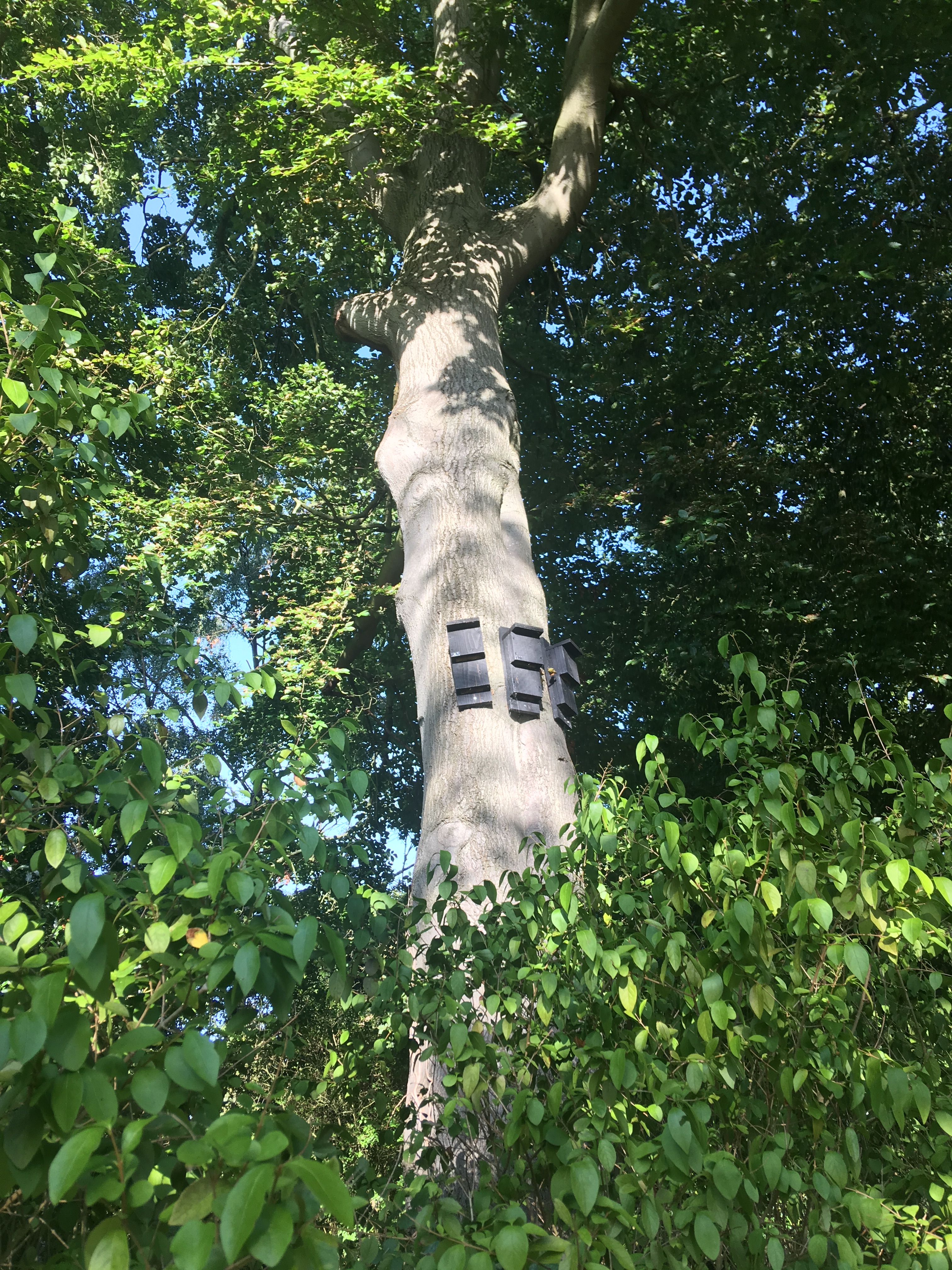 Bat Boxes on Tree