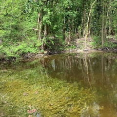 An image of a small pond with water crowfoot growing under the water, in response to biodiversity efforts.