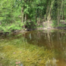 An image of a small pond with water crowfoot growing under the water, in response to biodiversity efforts.