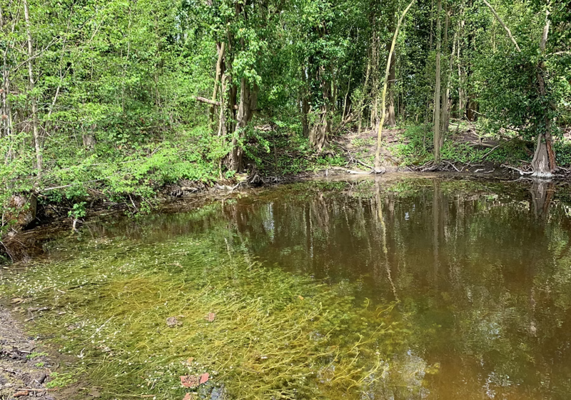 An image of a small pond with water crowfoot growing under the water, in response to biodiversity efforts.