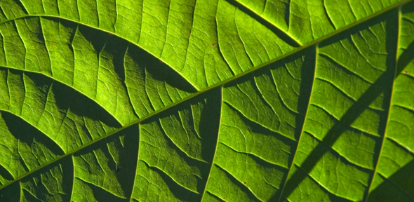 Carbon Offsetting Leaf