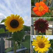 Sunflowers at MIRA